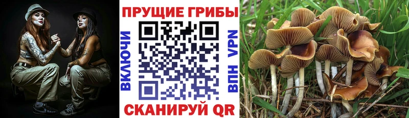 Псилоцибиновые грибы Psilocybine cubensis  закладки  Оленегорск 